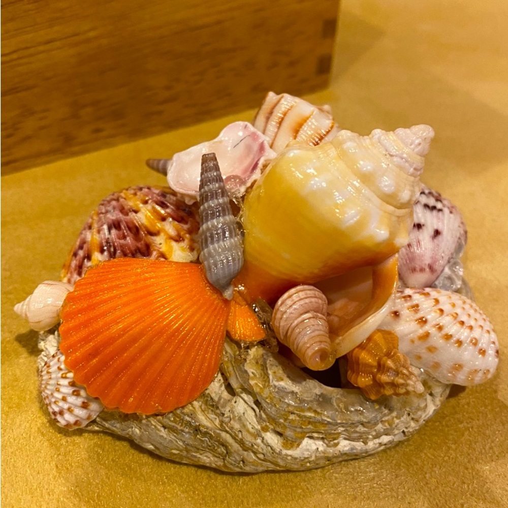 Beautiful Sea Shell Cluster with Wood Box